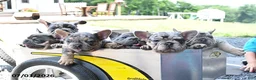 Mixed Breed dogs for sale: Champ - Ad 5