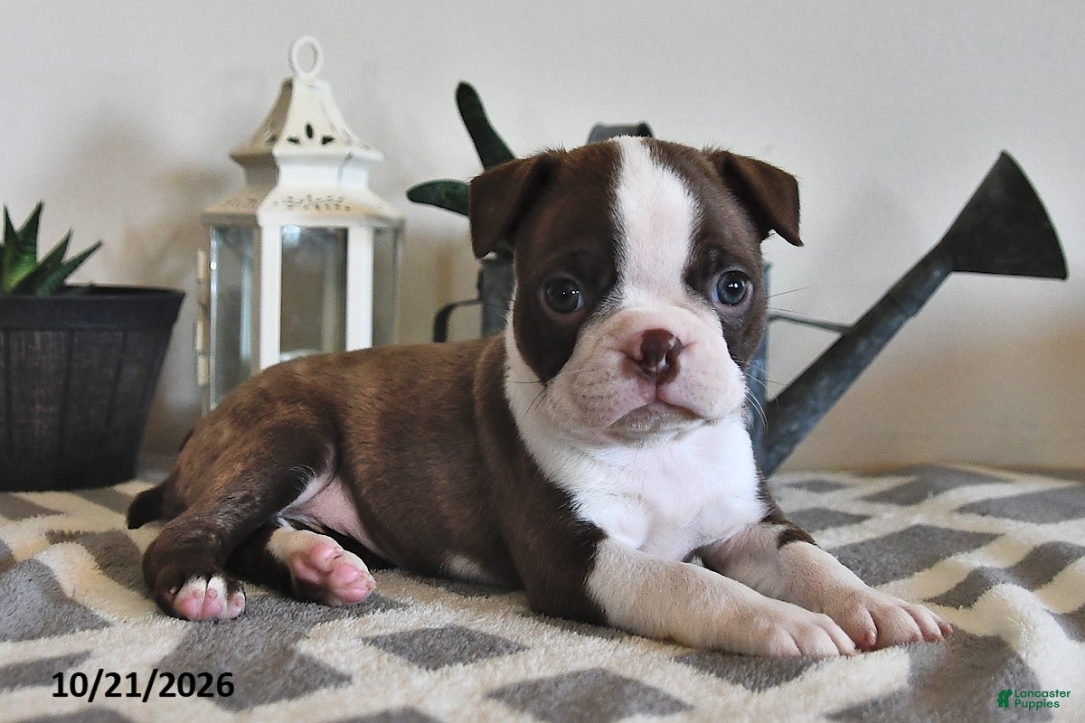 Boston Terrier dogs for sale: Becky - Ad 1