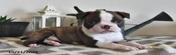 Boston Terrier dogs for sale: Becky - Ad 1