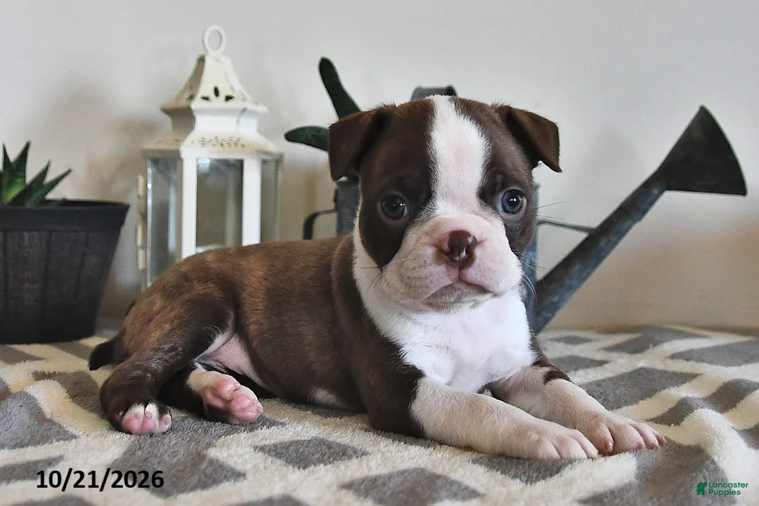 Boston Terrier dogs for sale: Becky - Ad 1