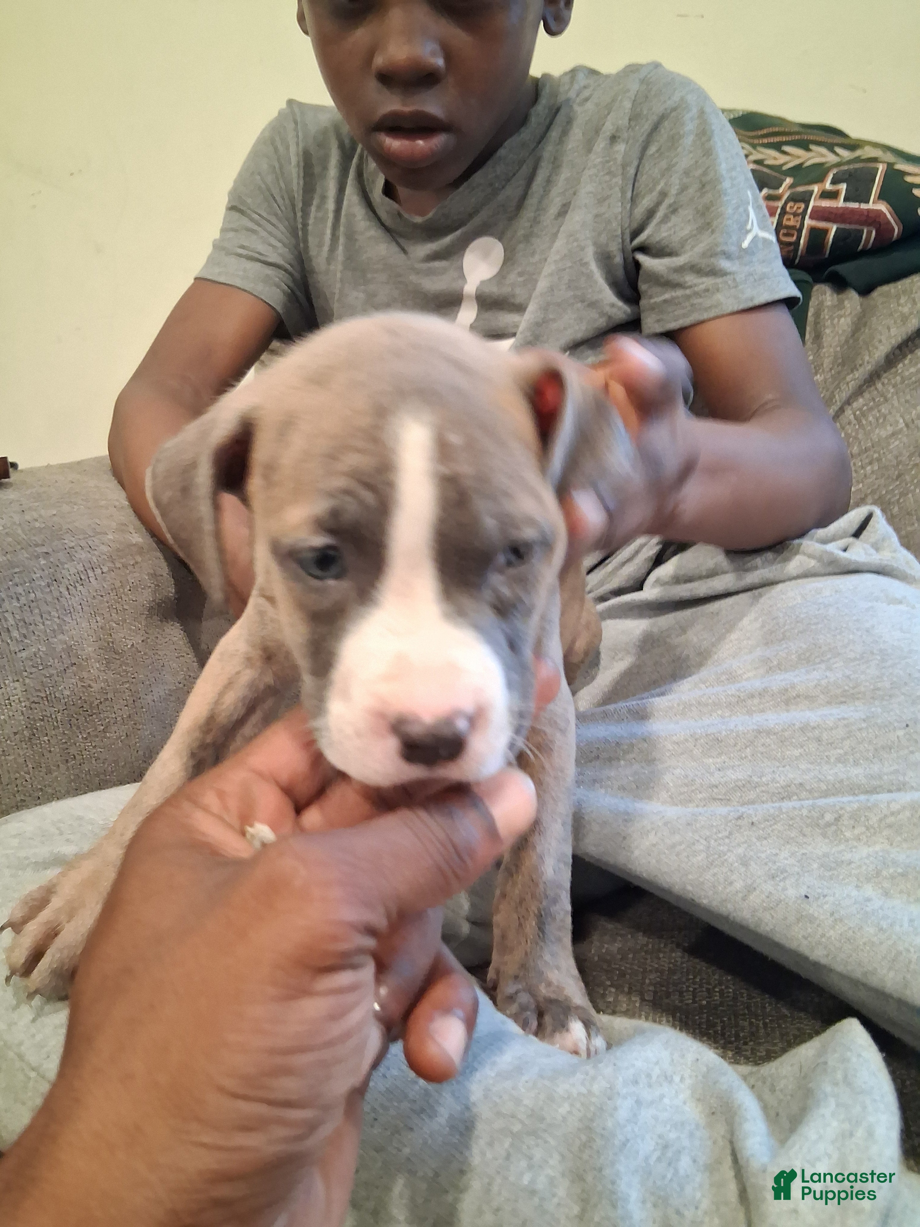 American Pit Bull Terrier dogs American Pit Bull Terrier 6 - Ad 42