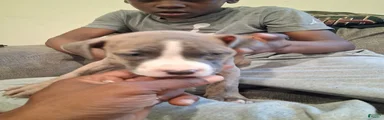 American Pit Bull Terrier 6