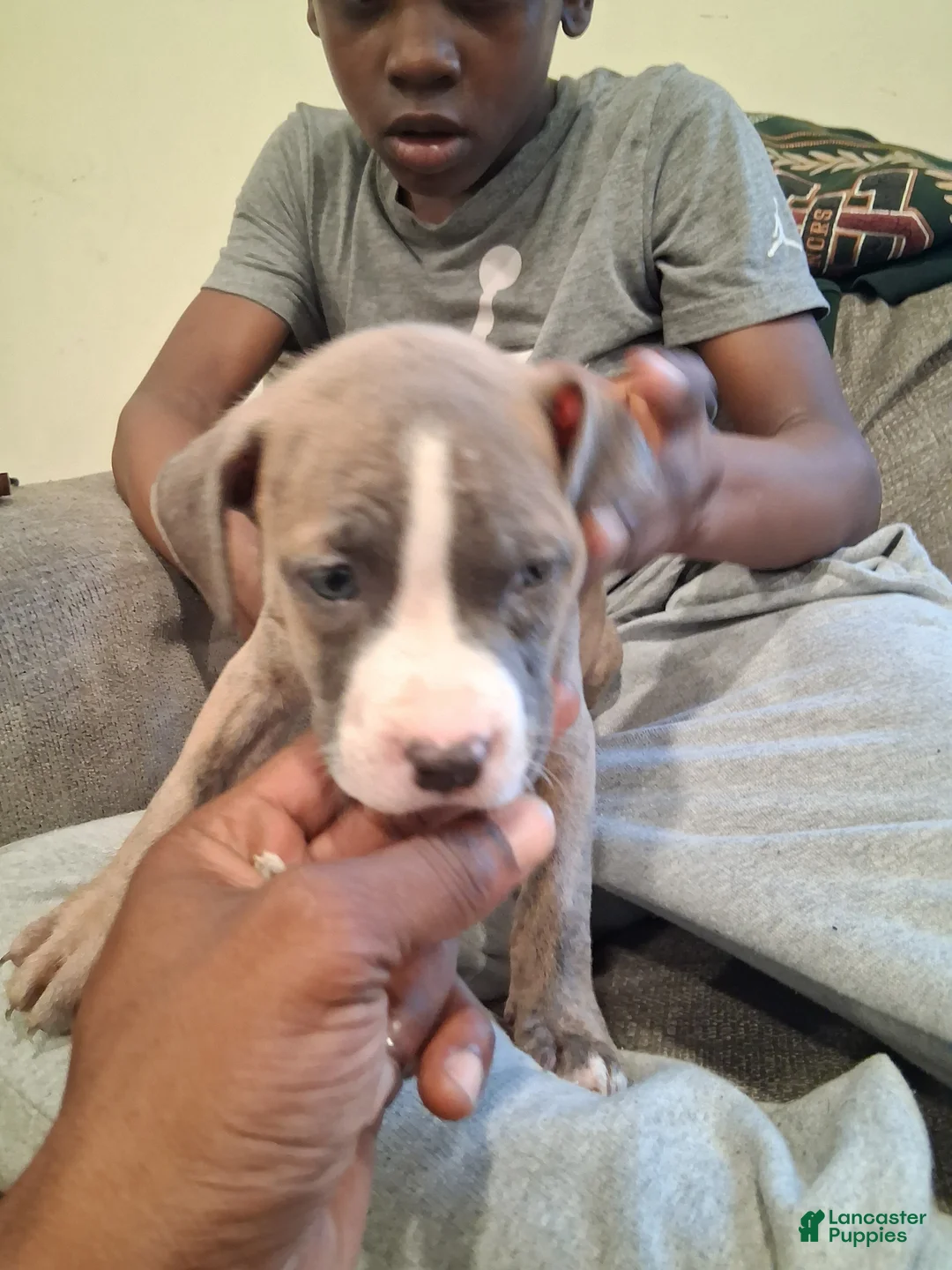American Pit Bull Terrier dogs for sale: American Pit Bull Terrier 6 - Ad 1