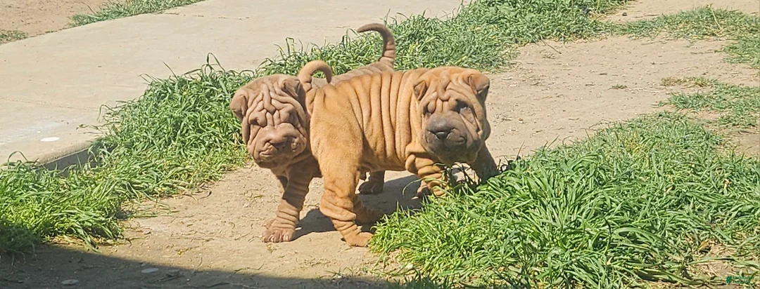 Shar Pei dogs for sale: Shar Pei Puppy 3 - Ad 2