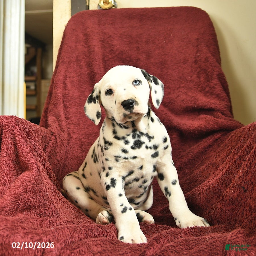 Dalmatian dogs Sailor  - Ad 2