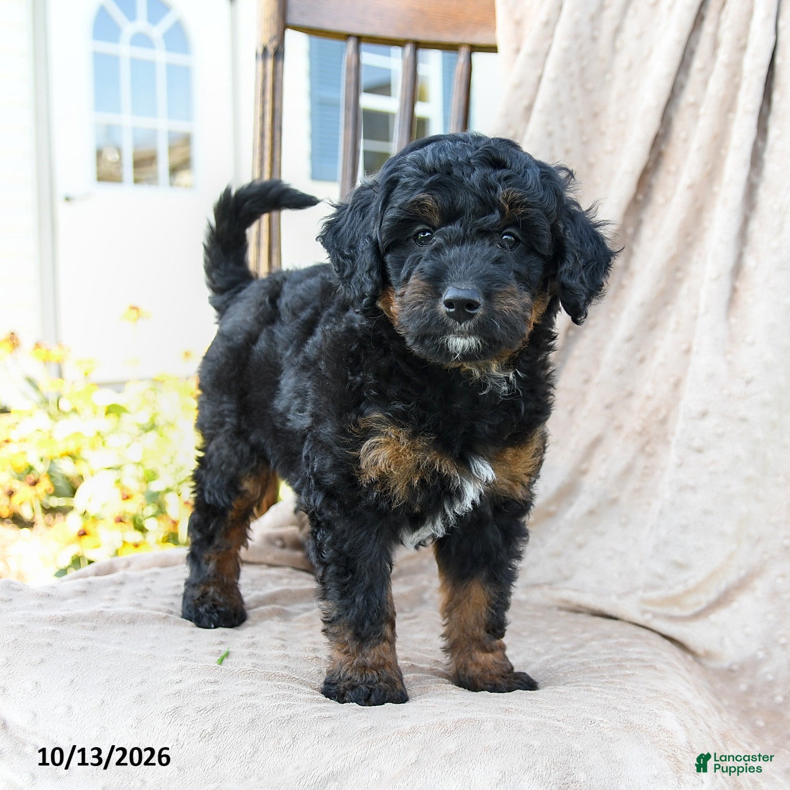 Mini Bernedoodle dogs Badger - Ad 1