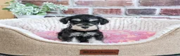Miniature Schnauzer dogs for sale: Janelle - Ad 7