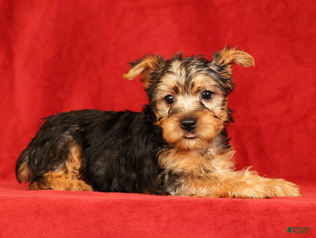 Yorkshire Terrier dogs Heather - Ad 2