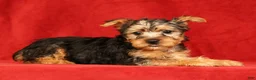 Yorkshire Terrier dogs for sale: Heather - Ad 2
