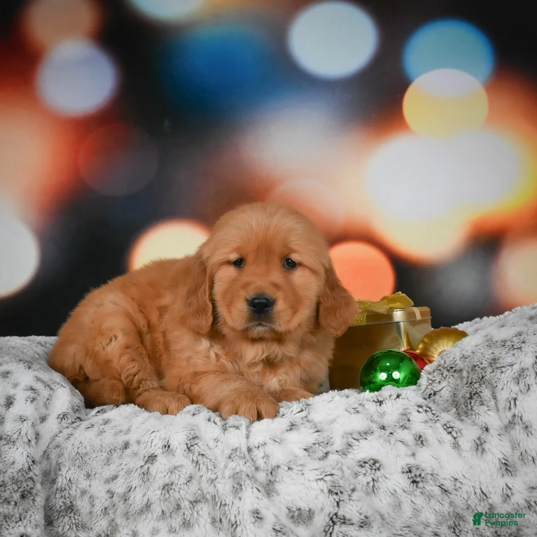Golden Retriever dogs for sale: Mia - Ad 6
