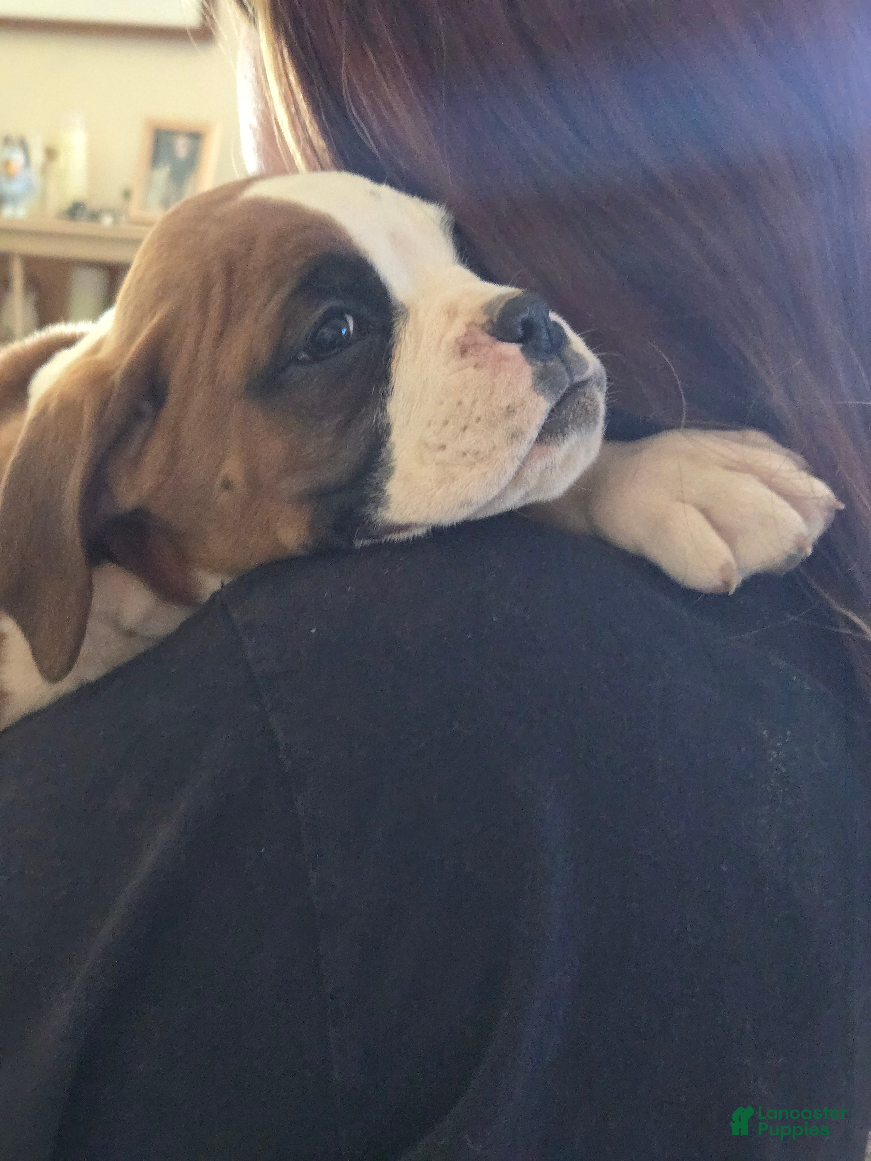 Boxer dogs Buddy - Ad 2