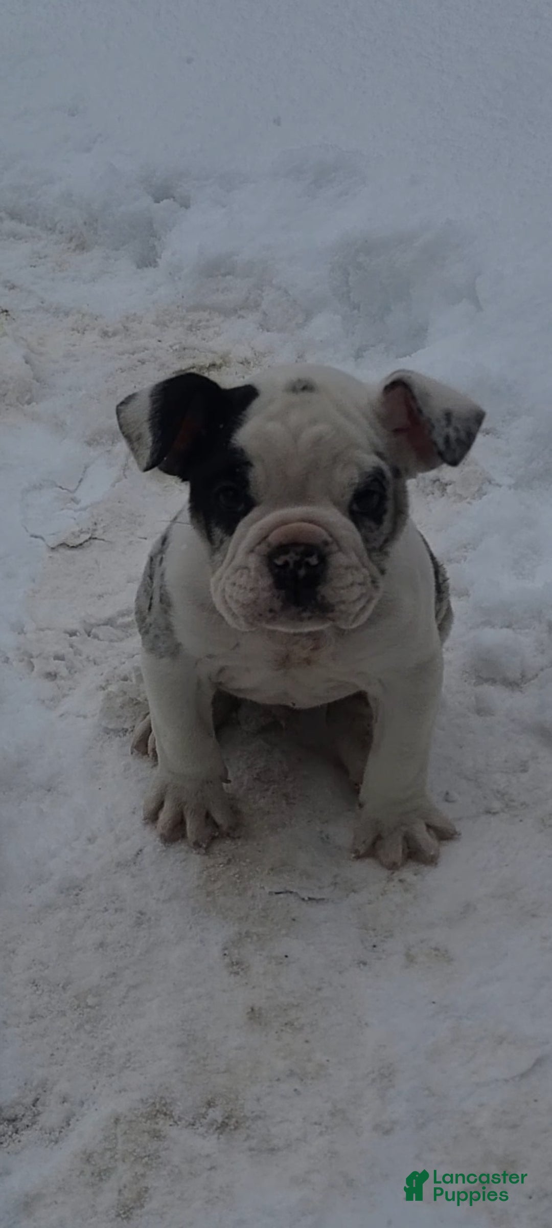 Olde English Bulldogge dogs Olde English Bulldogge Puppy 1 - Ad 21