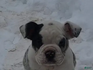 Olde English Bulldogge dogs Olde English Bulldogge Puppy 1 - Ad 21