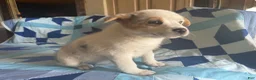 Mixed Breed dogs for sale: Female #2 - Ad 2