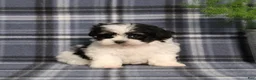 Teddy Bear dogs for sale: Yetta - Ad 4