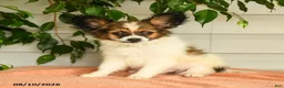 Papillon dogs for sale: Randol - Ad 4