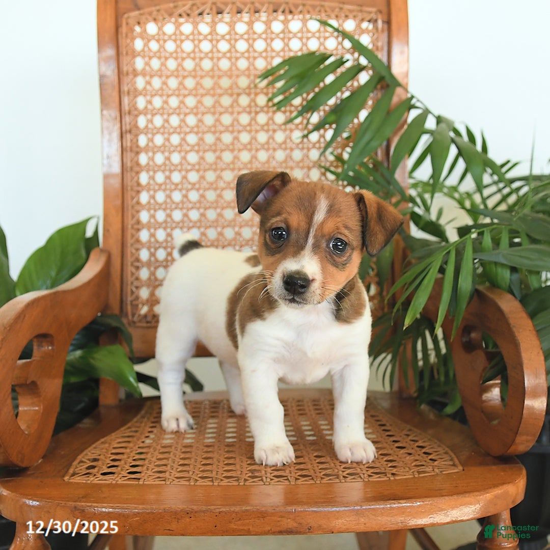 Jack Russell Terrier dogs for sale: Remy - Ad 1