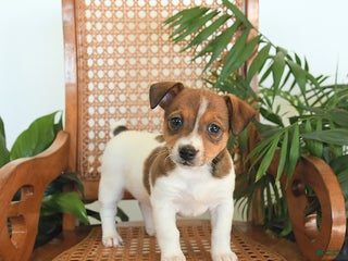 Jack Russell Terrier dogs Remy - Ad 28