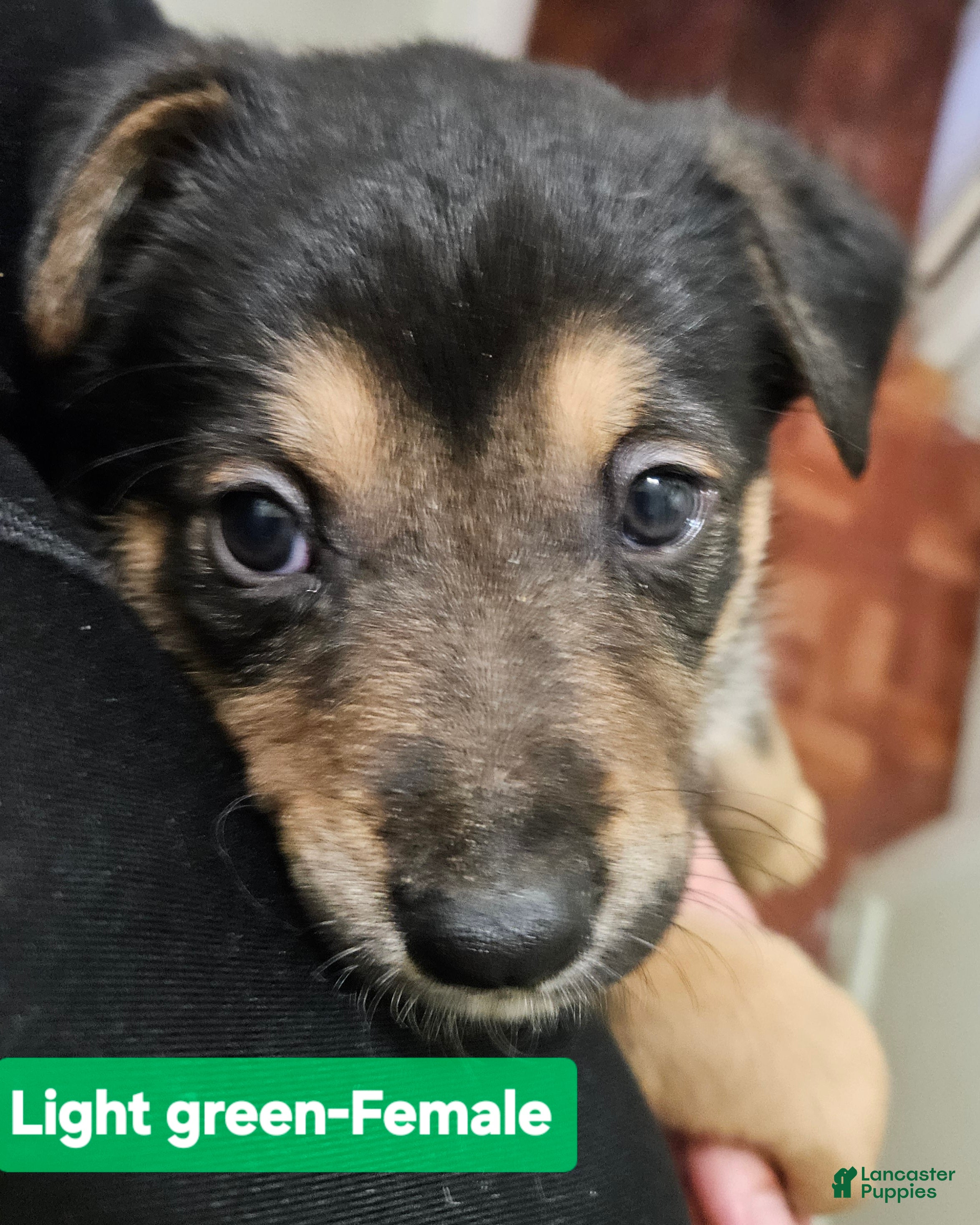 Mixed Breed dogs  Puppy 9 Light Green  - Ad 37