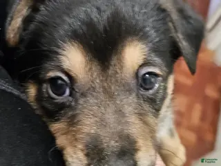 Mixed Breed dogs Puppy 9 Light Green - Ad 2