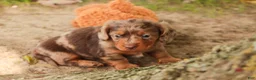 Miniature Dachshund dogs for sale: Macintosh Miniature Dachshund  - Ad 6