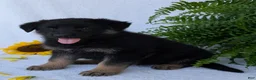 German Shepherd dogs for sale: Dani - Ad 14