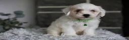 Maltipoo dogs for sale: Frankie - Ad 10