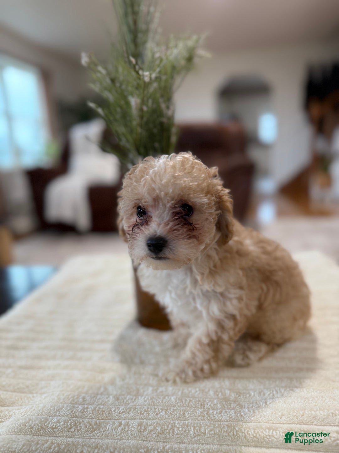 Maltipoo dogs for sale: Oden - Ad 9