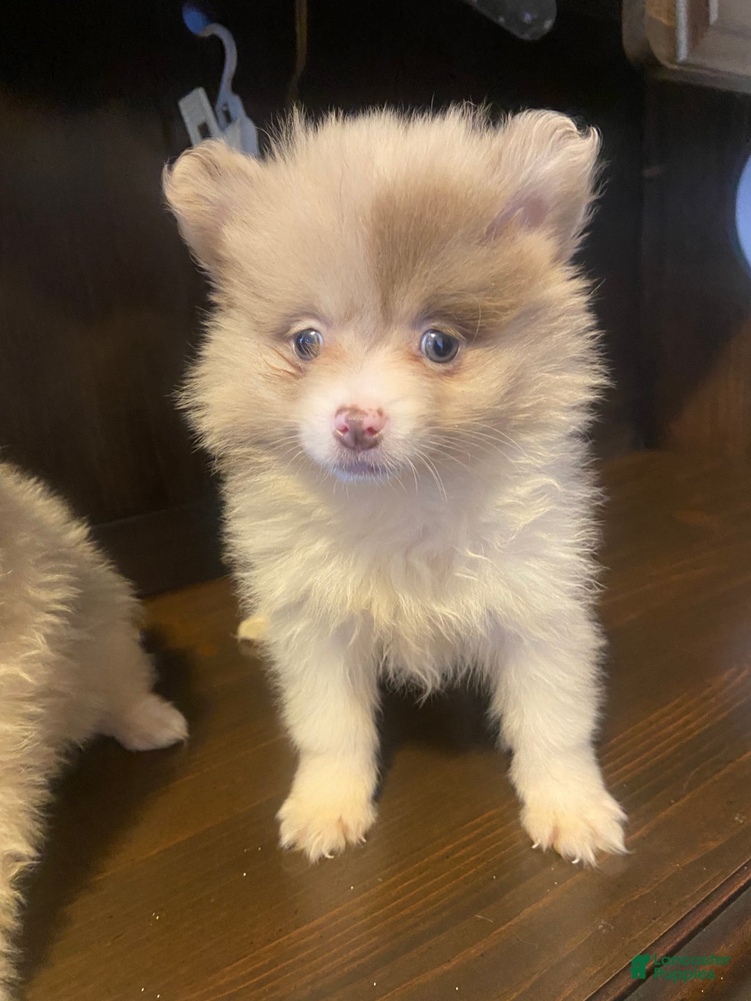 Pomeranian dogs for sale: Pomeranian Puppy 1 - Ad 5