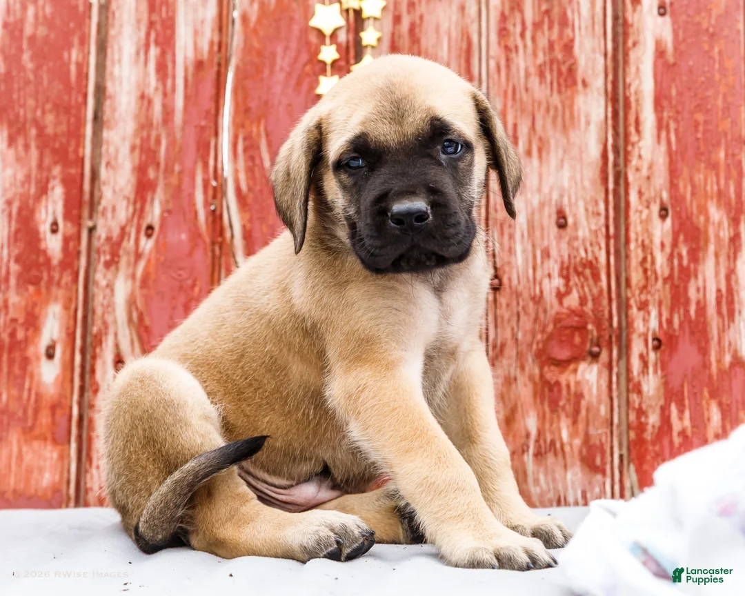 English Mastiff dogs for sale: Morris - Ad 1