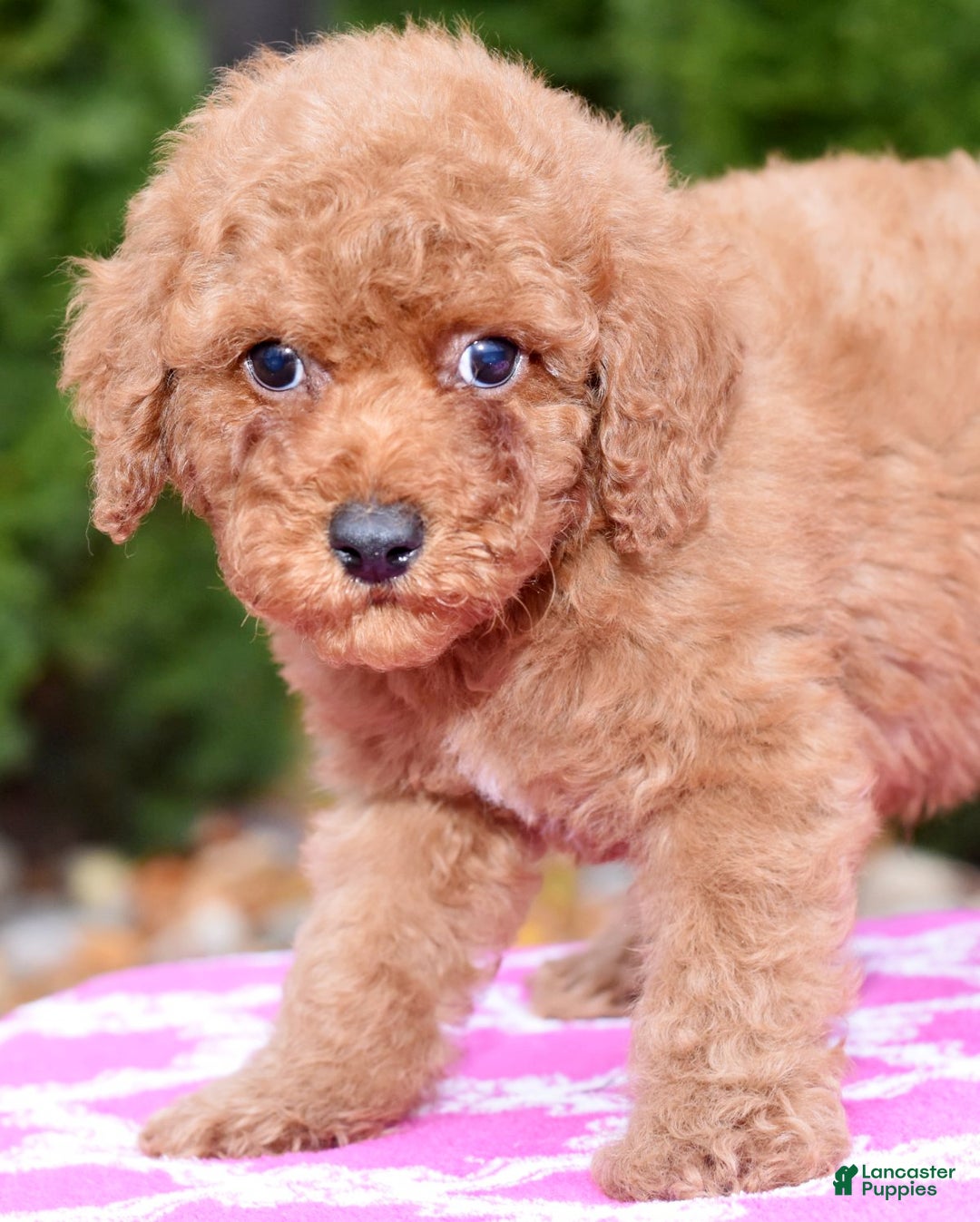 Miniature Poodle dogs for sale: Gibson - Ad 4