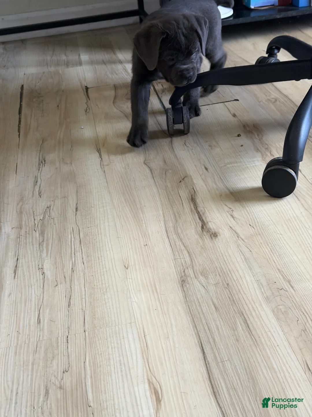 Cane Corso dogs for sale: Gaijin - Ad 2