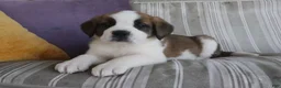 Saint Bernard dogs for sale: Macy - Ad 1