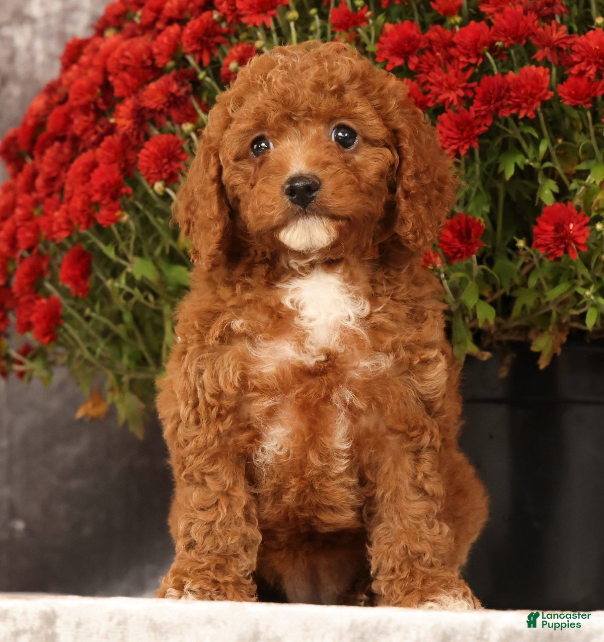 Cavapoo dogs for sale: Shelly - Ad 2