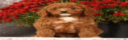 Cavapoo dogs for sale: Shelly - Ad 2