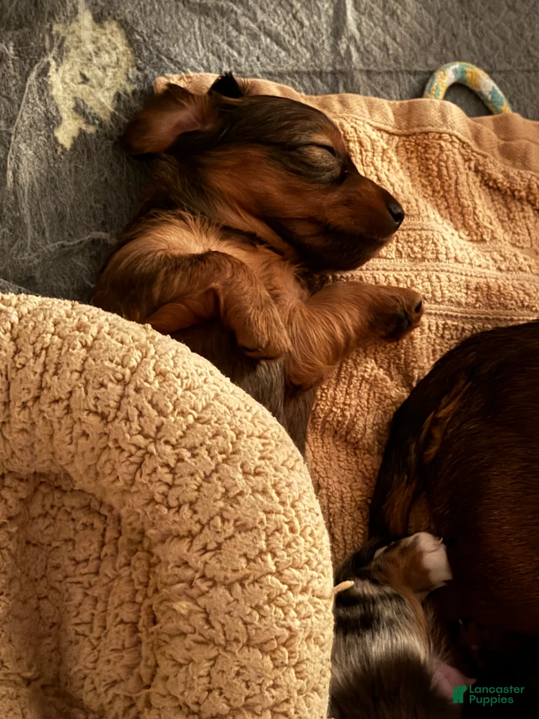 Miniature Dachshund dogs for sale: Nimbus - Ad 6