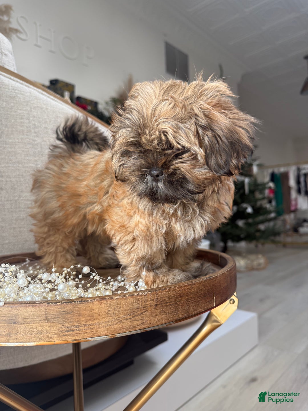 Shih Tzu dogs for sale: Penny - Ad 2
