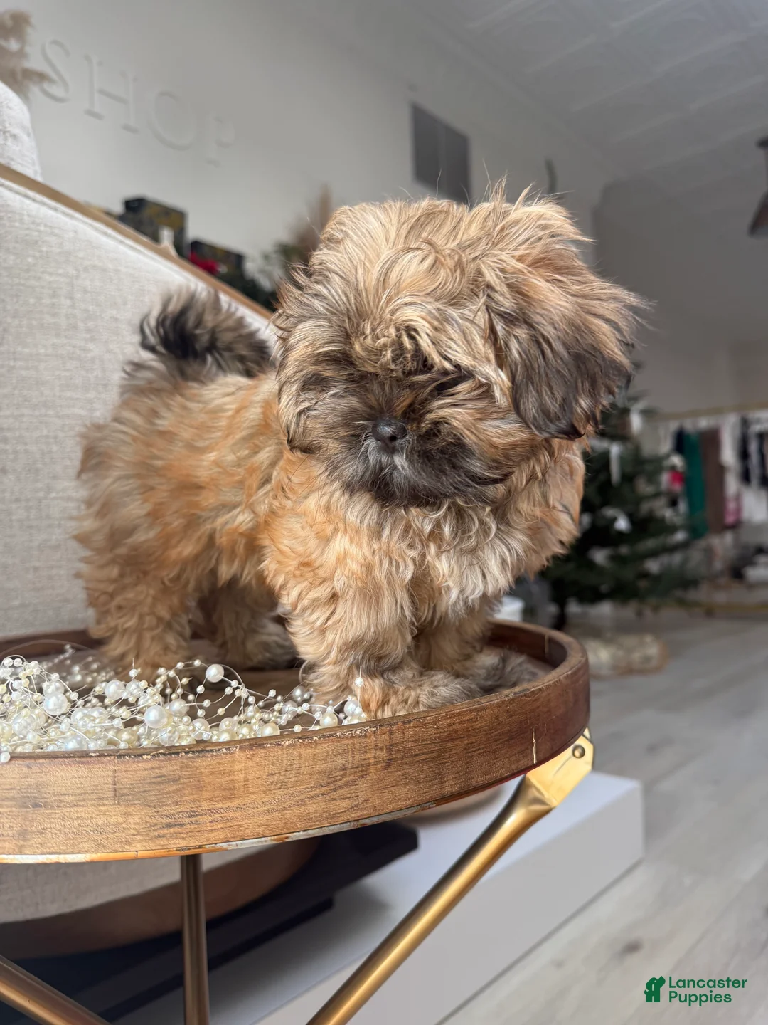 Shih Tzu dogs for sale: Penny - Ad 2