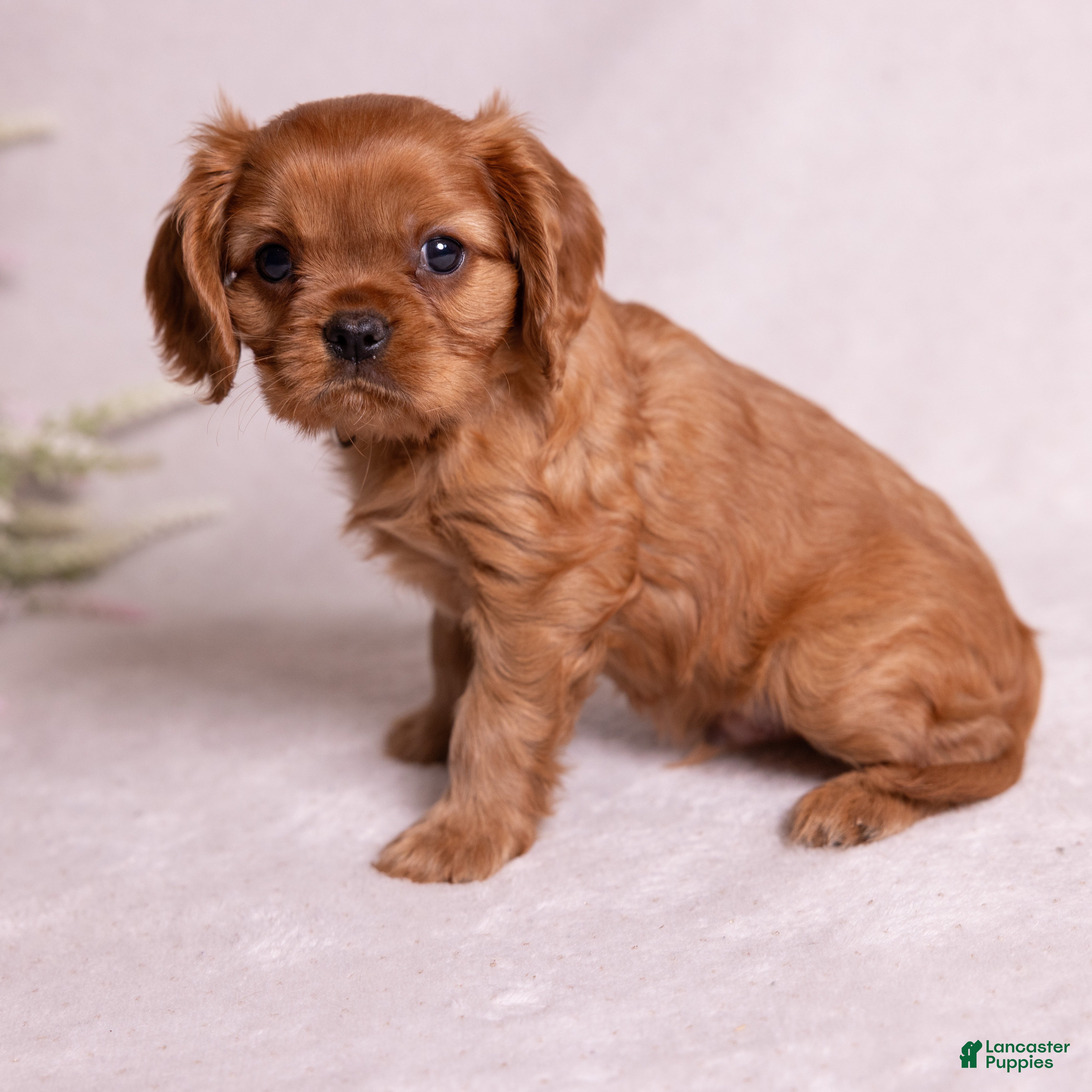 Cavalier King Charles Spaniel dogs Aristotle - Ad 1