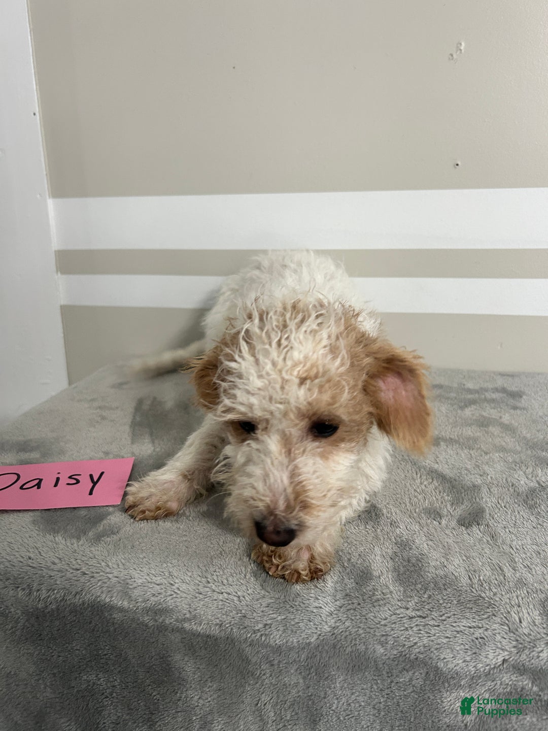 Schnoodle dogs for sale: Daisy - Ad 4