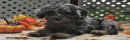 Miniature Poodle dogs for sale: Chief - Ad 4
