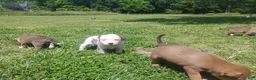 Mixed Breed dogs for sale: Mixed Breed Puppy 3 - Ad 6