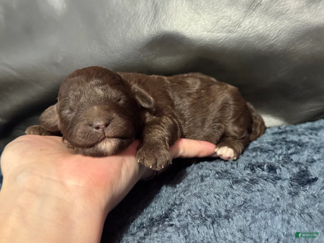 Mini Aussiedoodle dogs for sale: S’more - Ad 7