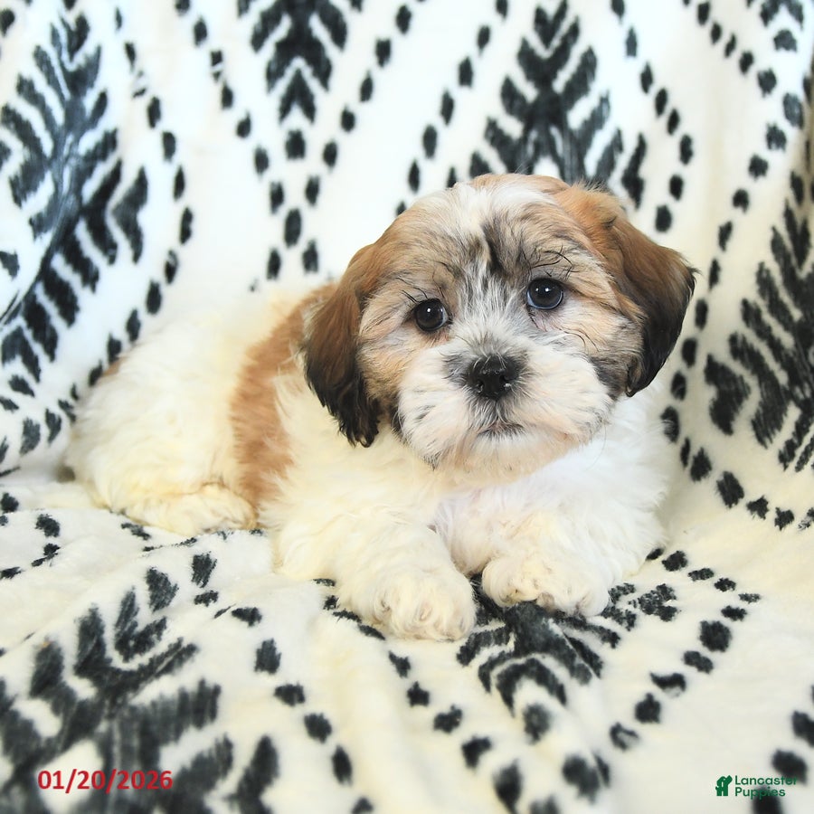 Teddy Bear dogs Rachelle - Ad 2