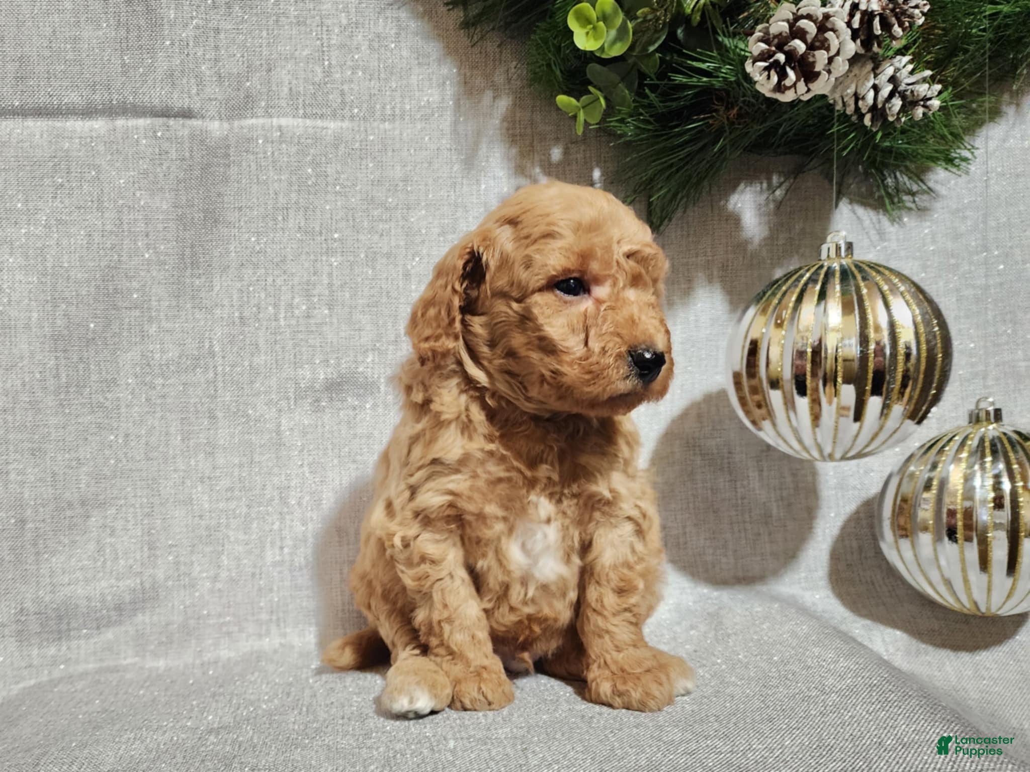 Mini Goldendoodle dogs Nash - Ad 20