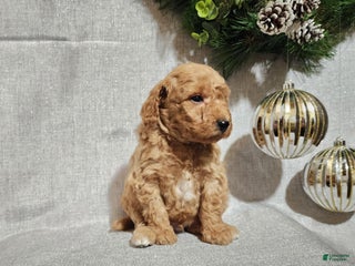 Mini Goldendoodle dogs Nash - Ad 6
