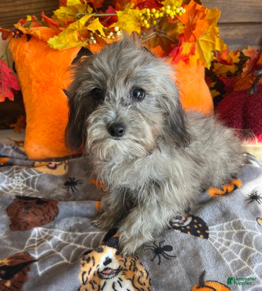 Maltipoo dogs Frosty - Ad 3