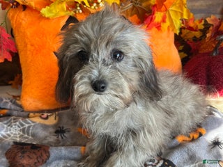 Maltipoo dogs Frosty - Ad 3