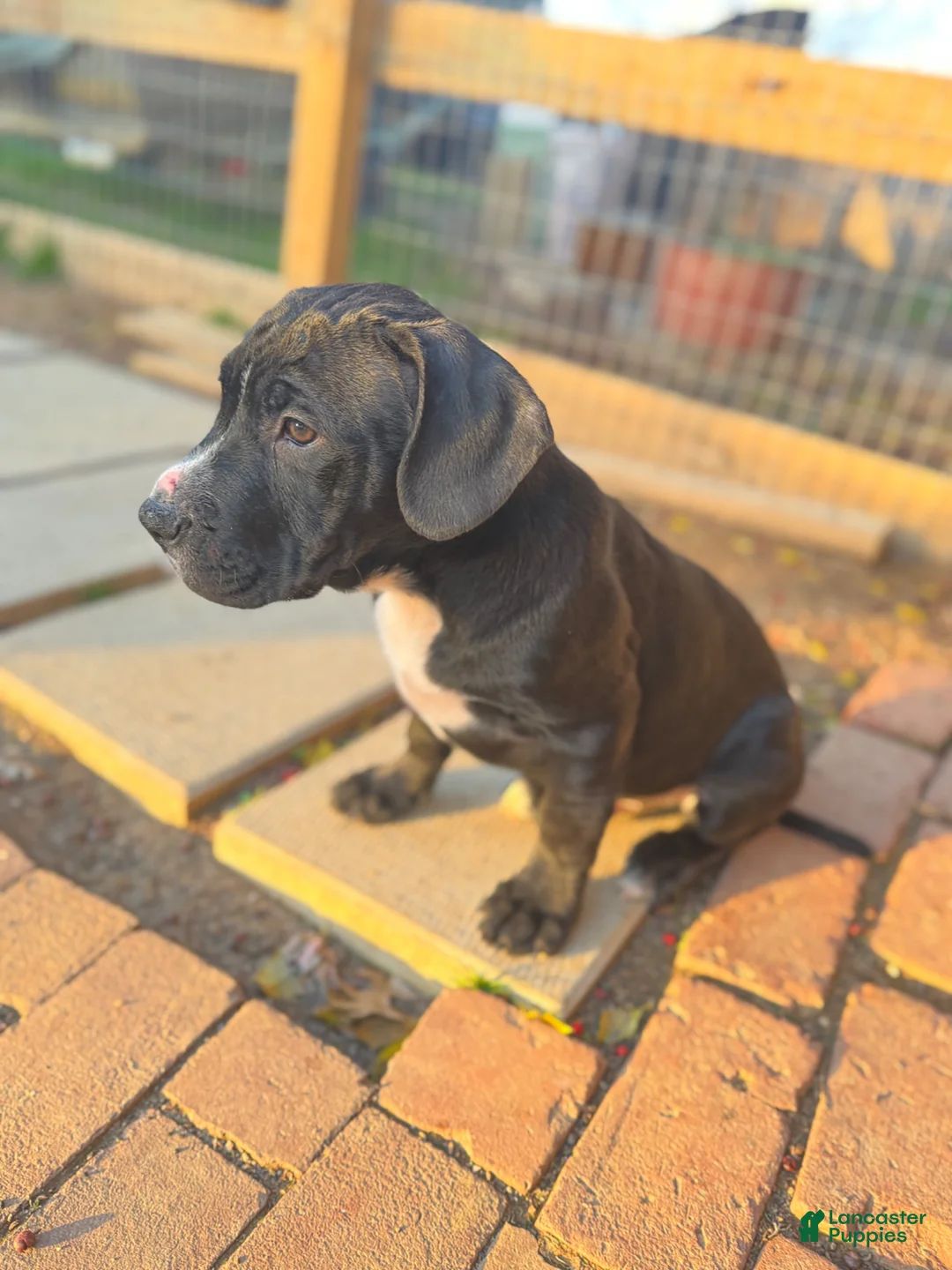 Mixed Breed dogs for sale: Luca  - Ad 19