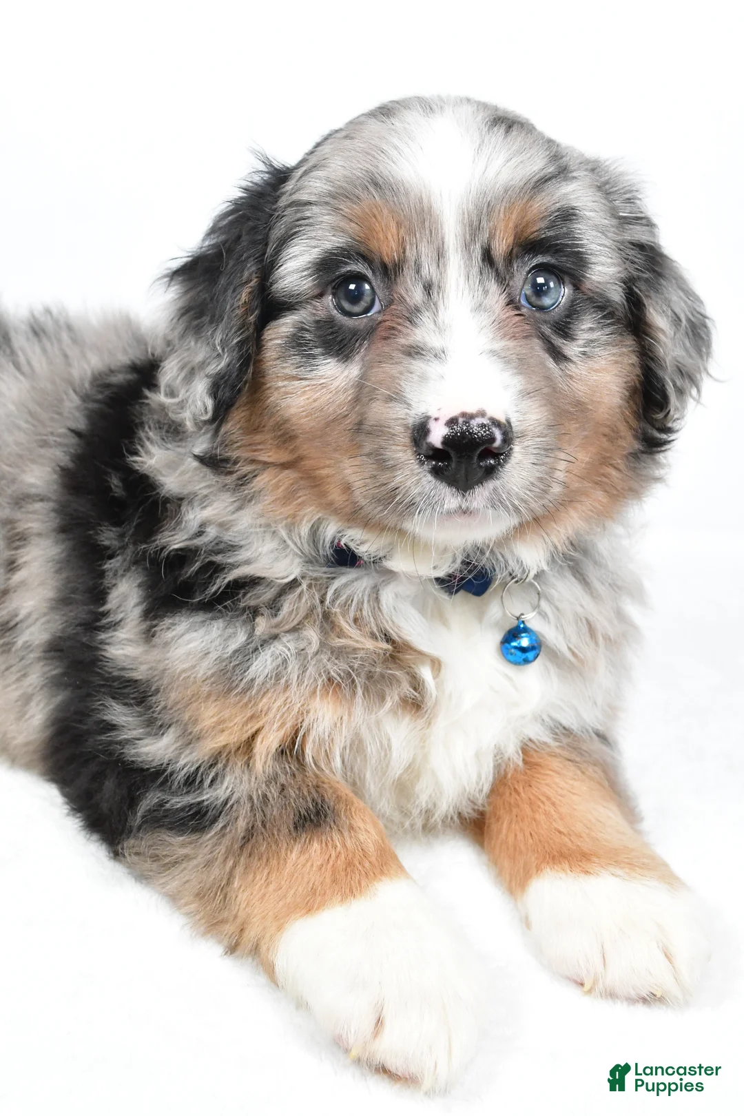 Mini Aussiedoodle dogs for sale: Smokey - Ad 3